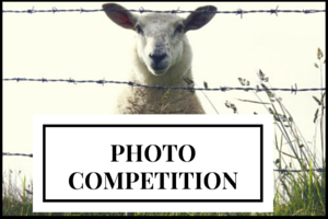 Lambe's Top Oil Photo Competition
