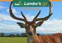 Lambes Oil Calendar 2018